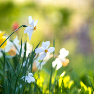 Gardeners’ Question Time Ticket